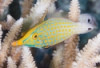 Orange Spot Filefish - Oxymonacanthus longirostris