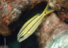 Captive Bred French Grunt - Haemulon flavolineatum