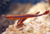 Bluestripe Pipefish - Doryrhamphus excisus