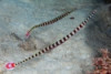 Banded Pipefish - Doriorhamphus dactyliophorus