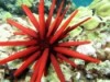 Pencil Urchin - Heterocentrotus sp.