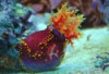 Sea Apple - Pseudocolochirus violaceus