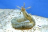 Medusa Worm - Loimia medusa