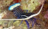Blue Spiny Lobster - Panulirus versicolor
