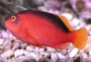 Flame Hawkfish - Neocirrhites armatus