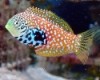 Blue Star Leopard Wrasse - Macropharyngodon bipart...