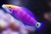Mystery Wrasse - Pseudocheilinus ocellatus 