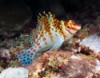Falco Hawkfish - Cirrhitichthys falco