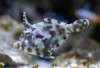 Matted Filefish - Acreichthys tomentosus