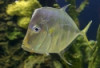 Captive Bred Threadfin Look down Fish (Selene vome...