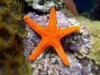 Fromia Starfish - Fromia sp.