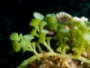Racemosa Umbrella Caulerpa