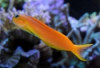 Midas Blenny - Ecsenius midas