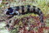 Barnacle Blenny - Acanthemblemaria Balanorum