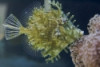 Tassle Filefish (Chaetodermis penicilligerus)