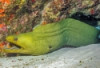 Green Moray Eel - Gymnothorax funebris