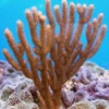 Knobby Sea Rod Gorgonian