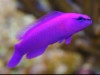 Captive Bred Orchid Dottyback (Pseudochromis fridm...