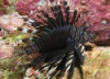 Black Volitan Lionfish-Pterois Volitans