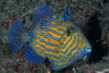 Blueline Trigger - Pseudobalistes fuscus
