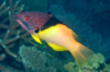 Eclipse Hogfish - Bodianus mesothorax