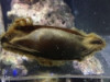 Banded Cat Shark: Egg Case - Chiloscyllium punctat...