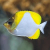 Pyramid Butterflyfish - Hemitaurichthys polylepis