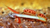 Flaming Prawn Goby - Stonogobiops griessingeri