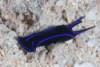 Velvet Sea Slug - Chelidonura varians 