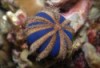 Royal Urchin - Mespilia globulus