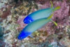 Bluehead Tilefish - Hoplolatilus starcki