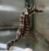 Erectus Seahorse; Captive Bred - Hippocampus erect...