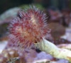 Coco Worm - Protula magnifica