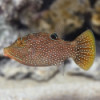 Blue Spotted Puffer - Canthigaster solandri