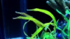 Green Pipefish - Syngnathoides sp.