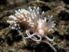 Captive Bred Berghia nudibranch - Berghia verrucic...