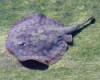 California Stingray - Urolophus maculatus