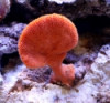 Orange Sponge - Clathria sp.