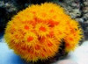 Sun Polyp: Orange / Yellow - Tubastrea faulkneri