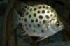 Silver Scat - Selenotoca multifasciata
