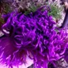 Long Tentacle Anemone - Macrodactyla doreensis