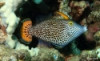 Fantail Filefish - Pervagor spilosoma