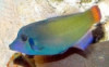 Red Tail Filefish - Pervagor janthinosoma