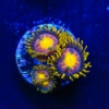 Hydra Lady Dragons Zoa-Zoanthus vietnamensis