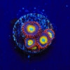 Circus Freaks Zoa-Zoanthus vietnamensis