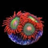 Gatorade Zoa-Zoanthus pulchellus