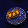 King Midas Zoa-Zoanthus sociatus