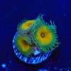 Captain Jerk Paly-Palythoa heliodiscus