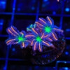 Firework Clove-Clavularia 
