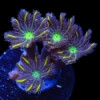 Lemon Laser Cloves-Clavularia Clavularia